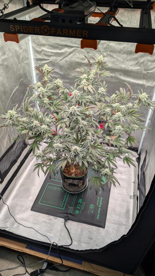 Blueberry Spider. Week 14