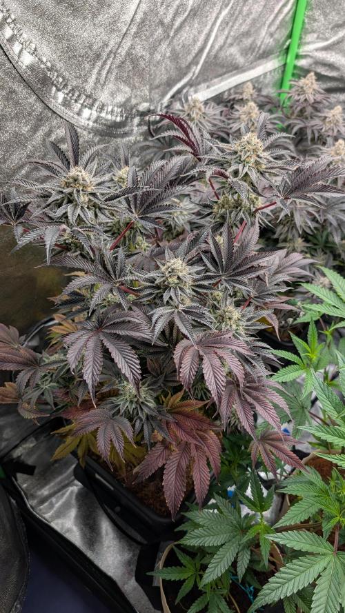 Nova 91 x OC Runtz. Week 14