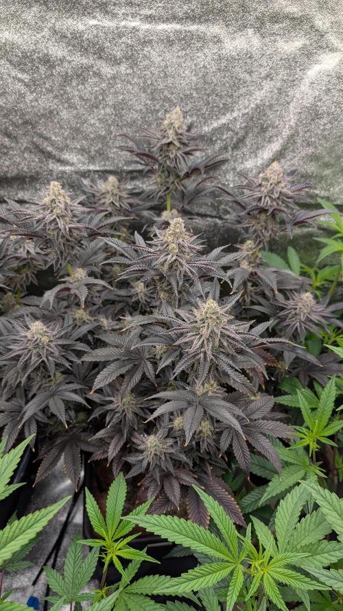 Nova 91 x OC Runtz. Week 14