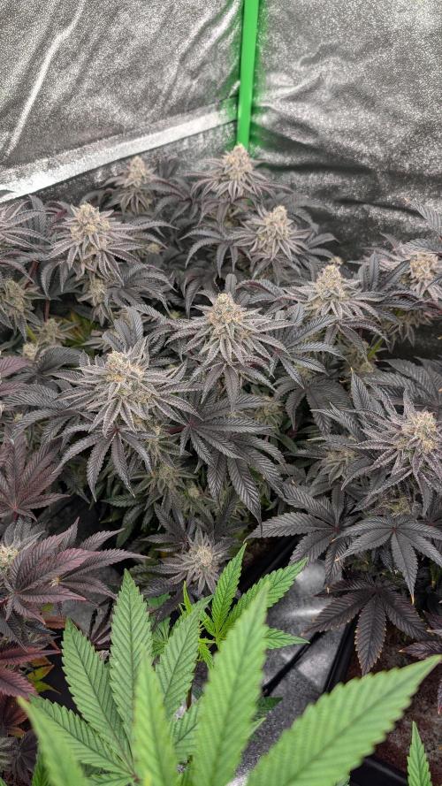 Nova 91 x OC Runtz. Week 14