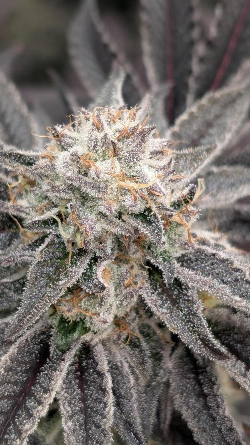 Nova 91 x OC Runtz. Week 14