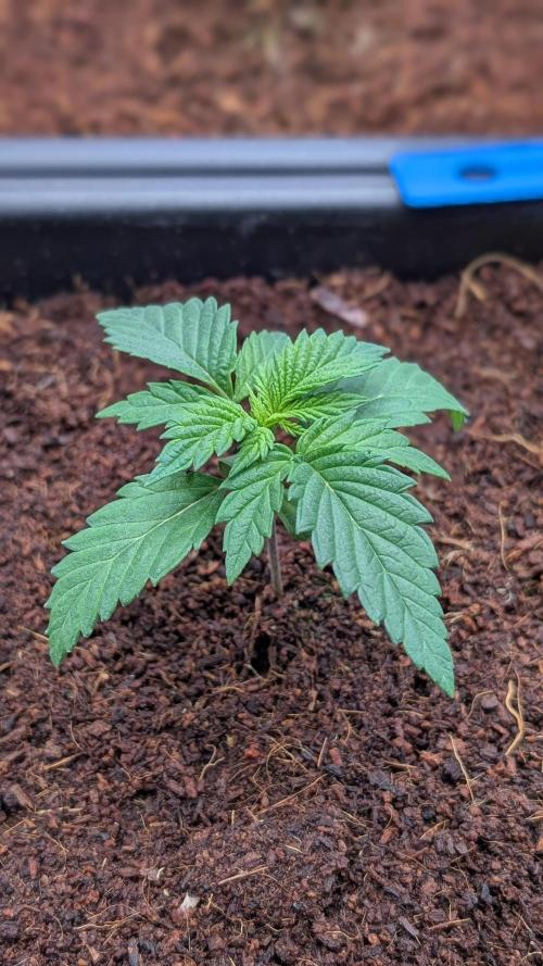 Autopot Discord Grow Along. Week 2