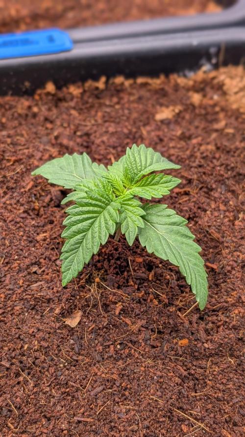 Autopot Discord Grow Along. Week 2