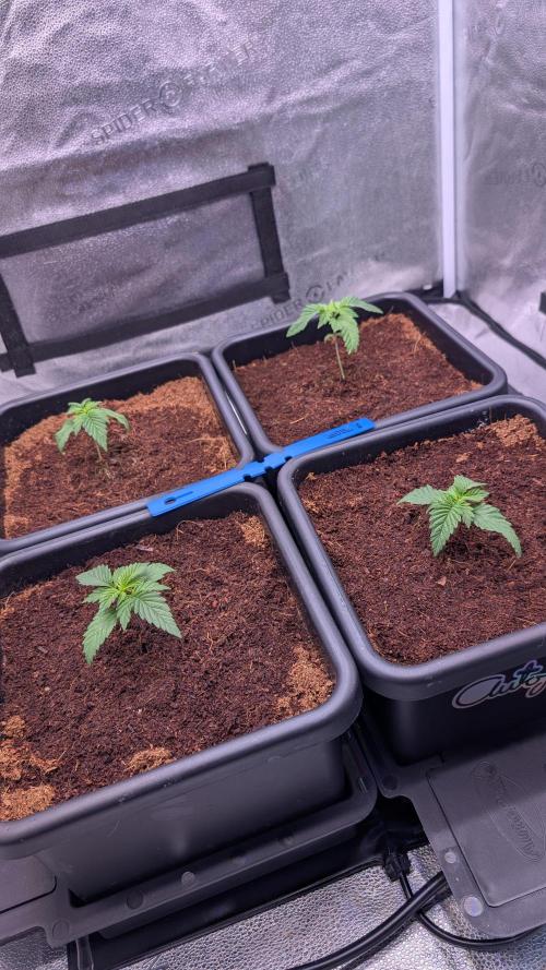 Autopot Discord Grow Along. Week 2