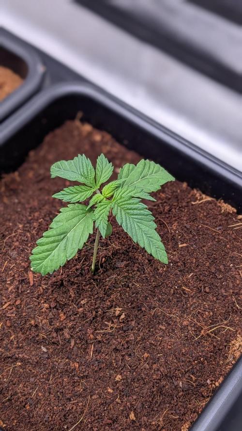 Autopot Discord Grow Along. Week 2