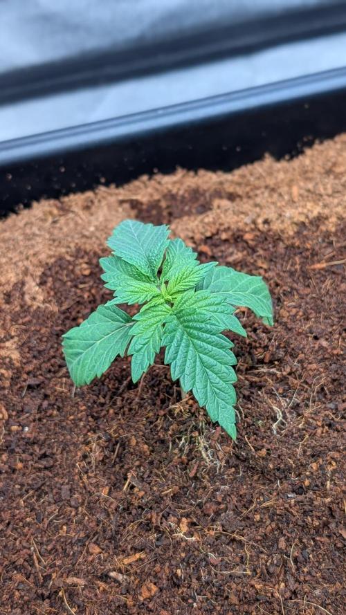 Autopot Discord Grow Along. Week 2