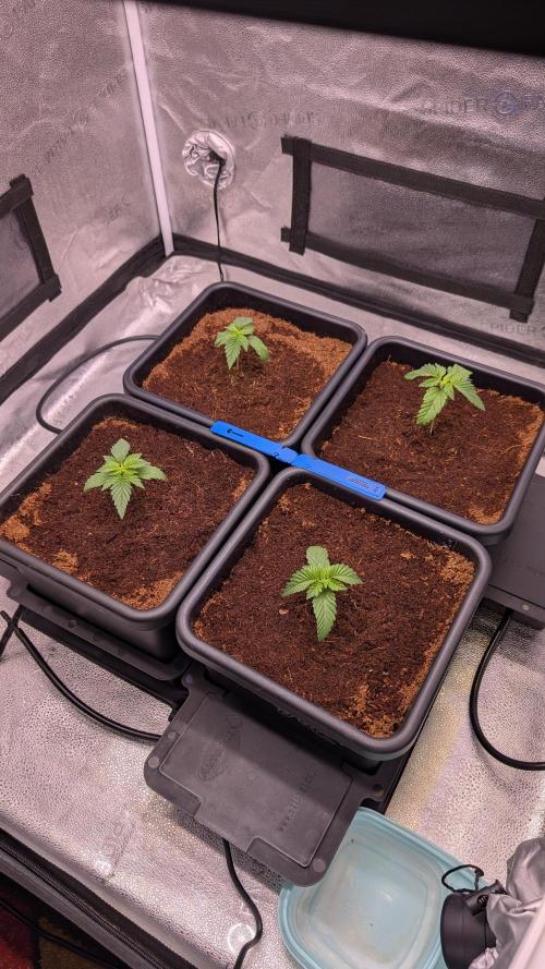 Autopot Discord Grow Along. Week 2