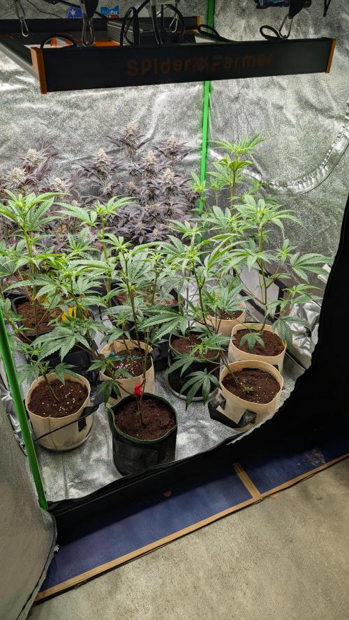 Blueberry Spider (Clones Run). Week 8