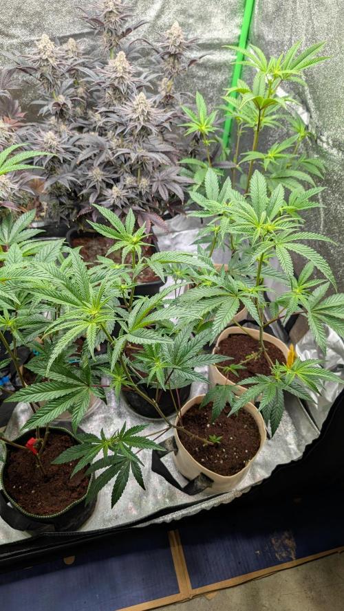 Blueberry Spider (Clones Run). Week 8