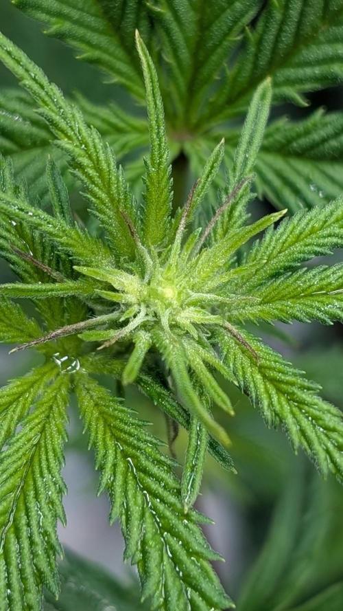 Blueberry Spider (Clones Run). Week 8