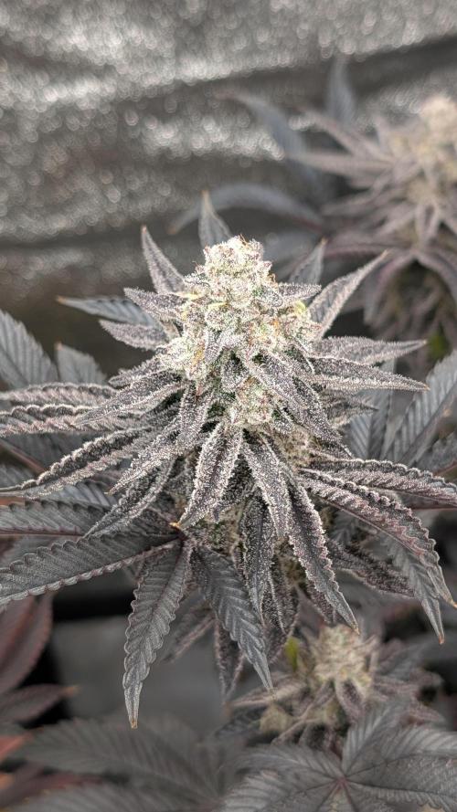 Nova 91 x OC Runtz. Week 15