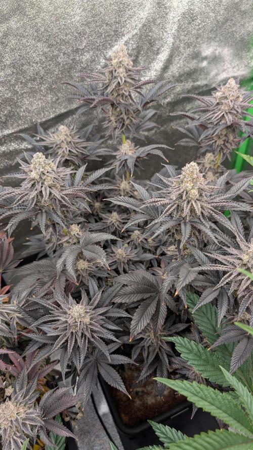 Nova 91 x OC Runtz. Week 15