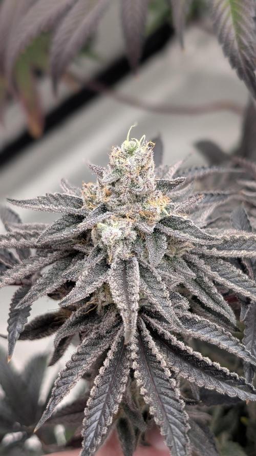 Nova 91 x OC Runtz. Week 15