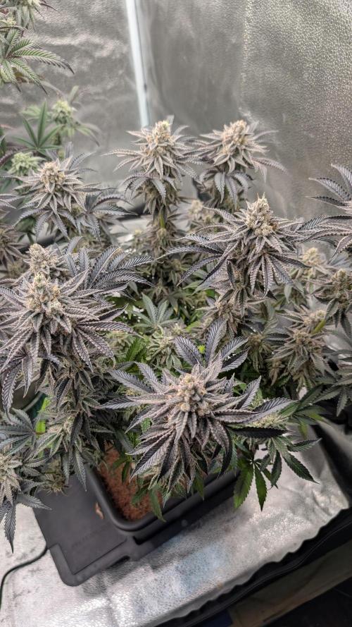 Nova 91 x OC Runtz. Week 15