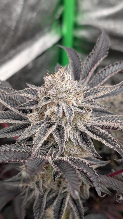 Nova 91 x OC Runtz. Week 15