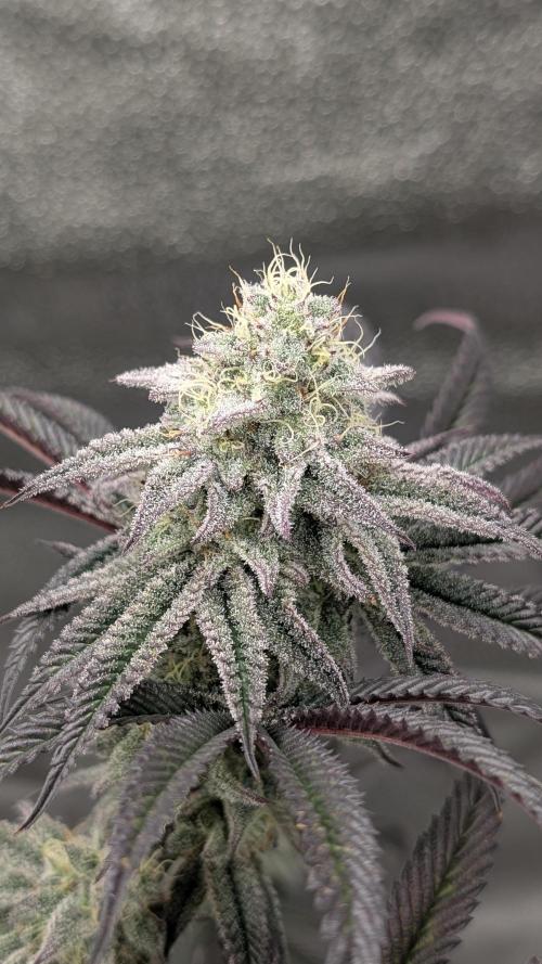 Blueberry Spider. Week 15