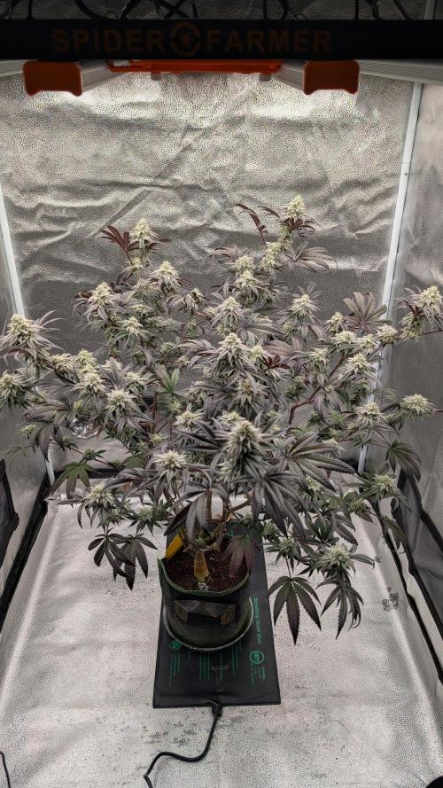 Blueberry Spider. Week 15