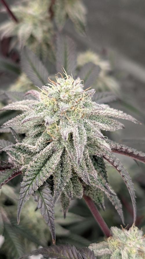 Blueberry Spider. Week 15