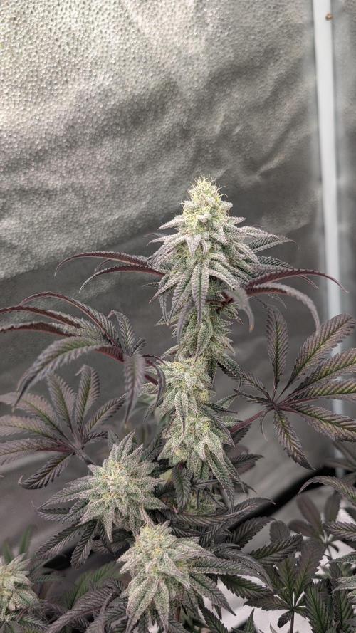 Blueberry Spider. Week 15