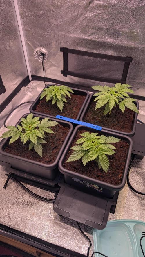 Autopot Discord Grow Along. Week 3