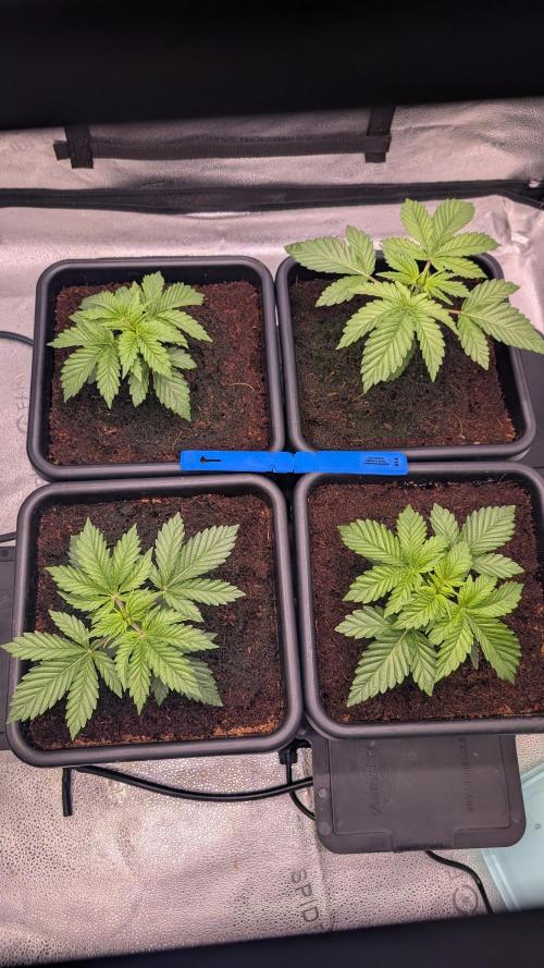 Autopot Discord Grow Along. Week 3