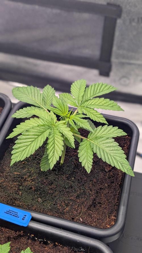 Autopot Discord Grow Along. Week 3