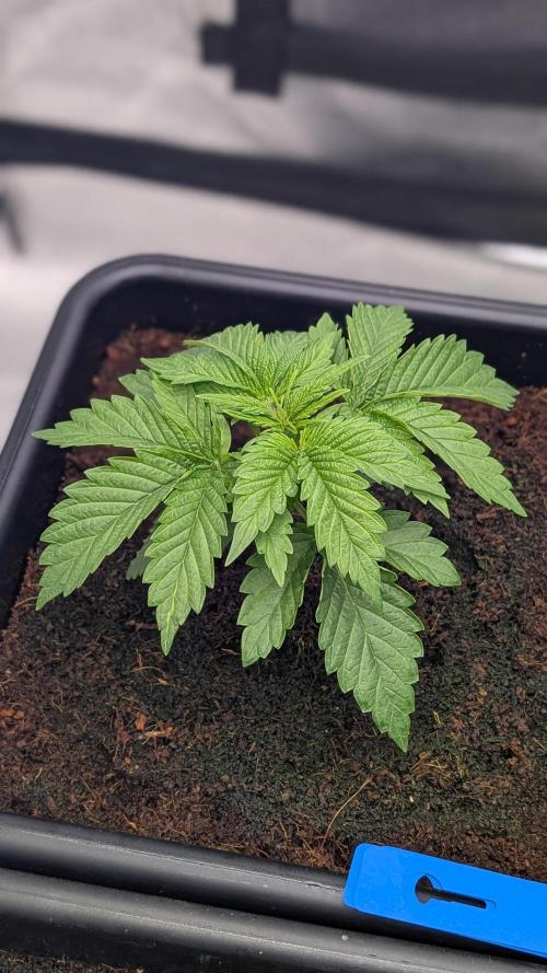 Autopot Discord Grow Along. Week 3