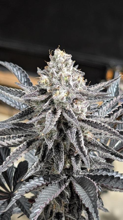 Nova 91 x OC Runtz. Week 16