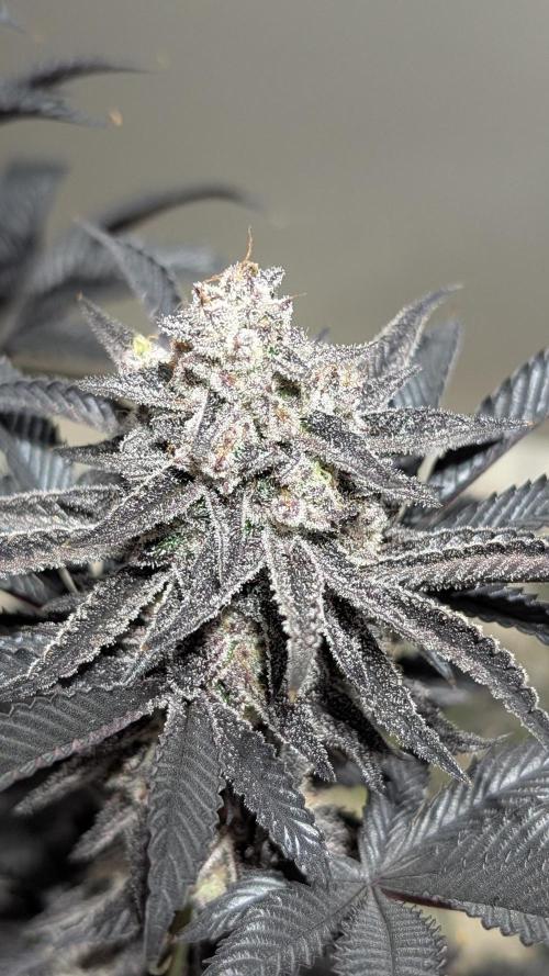 Nova 91 x OC Runtz. Week 16