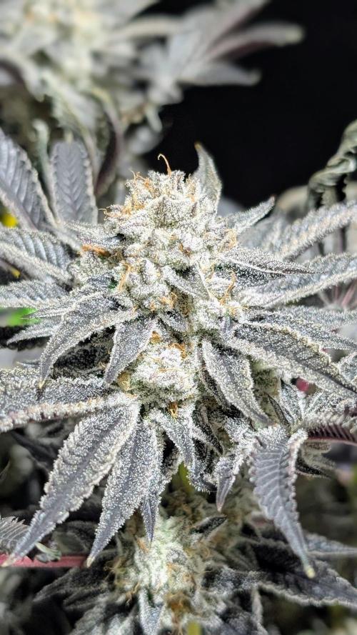 Nova 91 x OC Runtz. Week 16