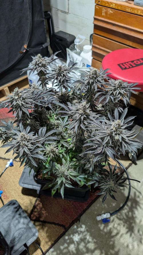 Nova 91 x OC Runtz. Week 16