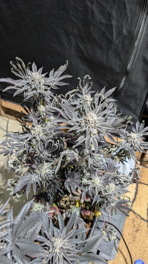 Nova 91 x OC Runtz. Week 16