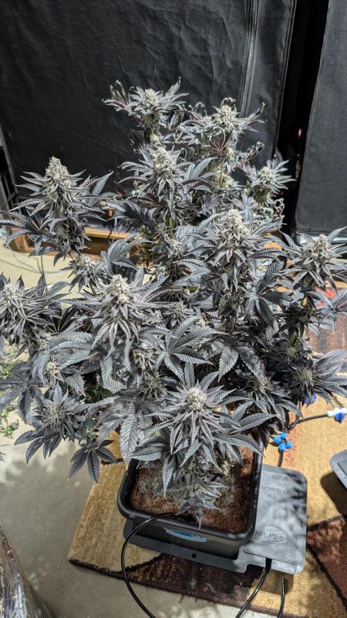 Nova 91 x OC Runtz. Week 16