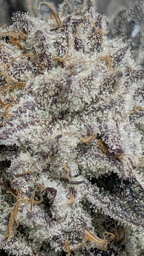 Nova 91 x OC Runtz. Week 16