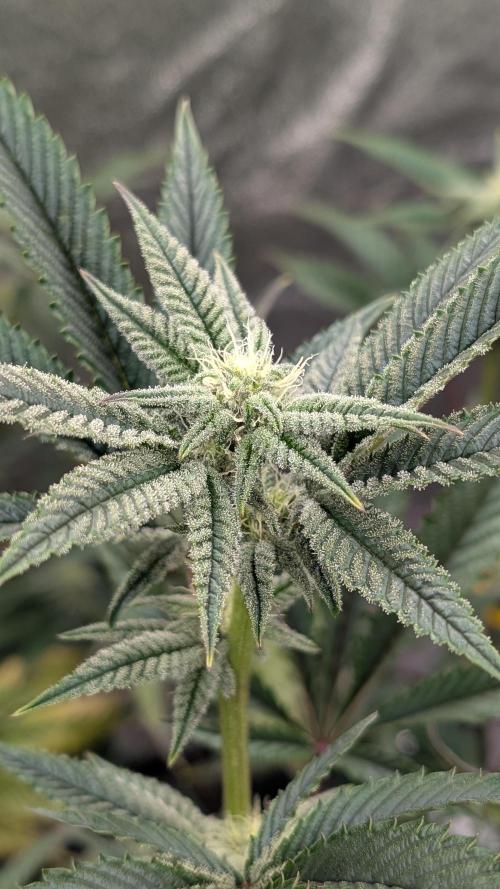 Blueberry Spider (Clones Run). Week 9