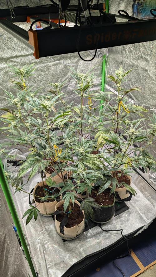 Blueberry Spider (Clones Run). Week 9