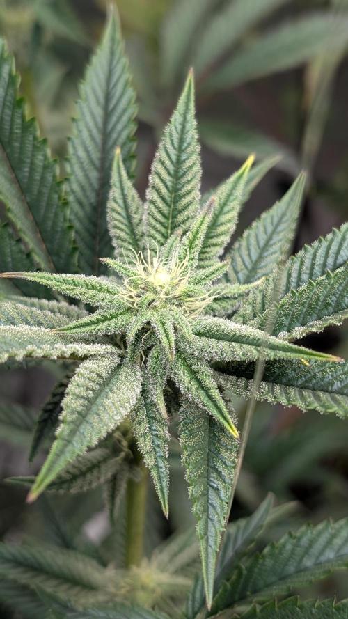 Blueberry Spider (Clones Run). Week 9