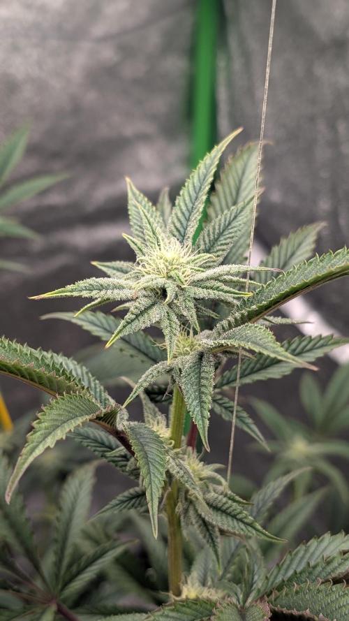 Blueberry Spider (Clones Run). Week 9