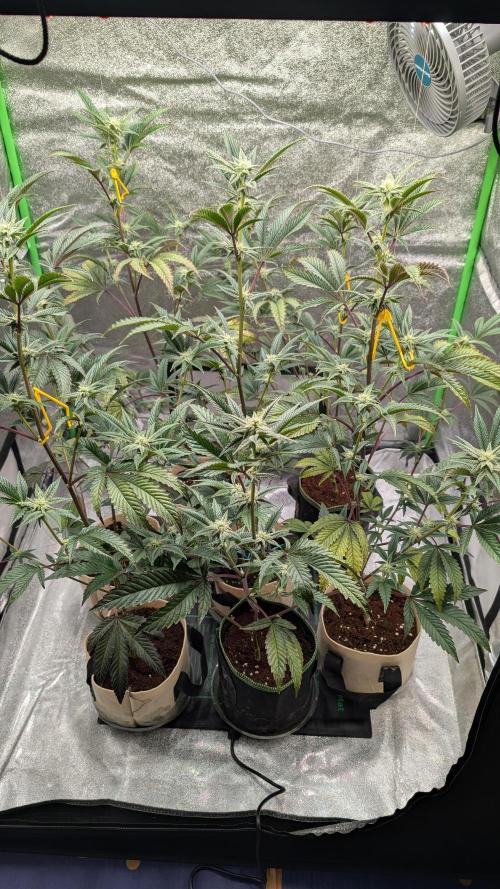 Blueberry Spider (Clones Run). Week 9