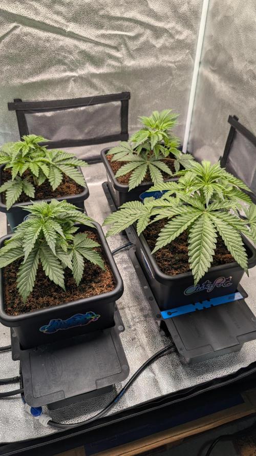 Autopot Discord Grow Along. Week 4