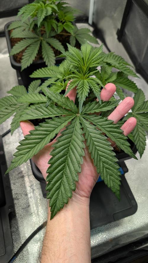 Autopot Discord Grow Along. Week 4