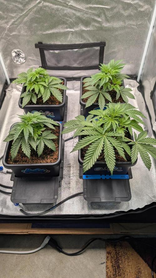 Autopot Discord Grow Along. Week 4