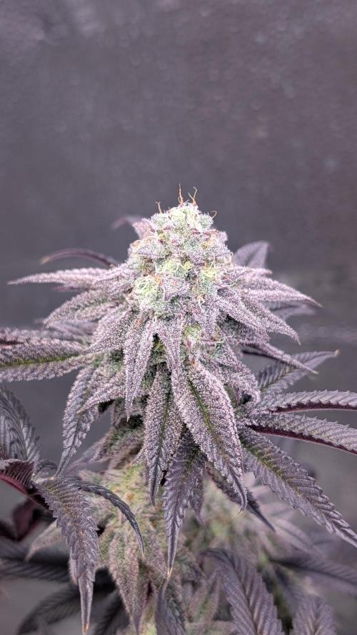 Blueberry Spider. Week 16