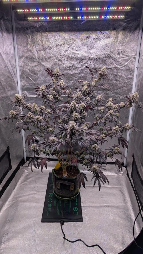 Blueberry Spider. Week 16