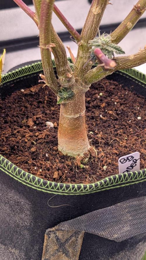 Blueberry Spider. Week 16