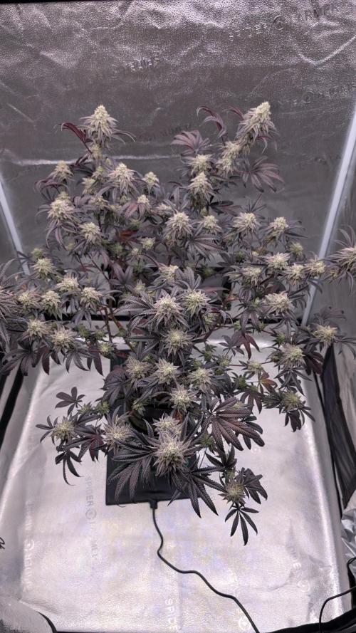 Blueberry Spider. Week 16