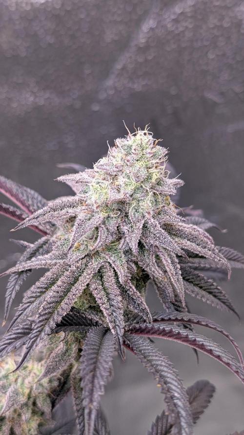 Blueberry Spider. Week 16