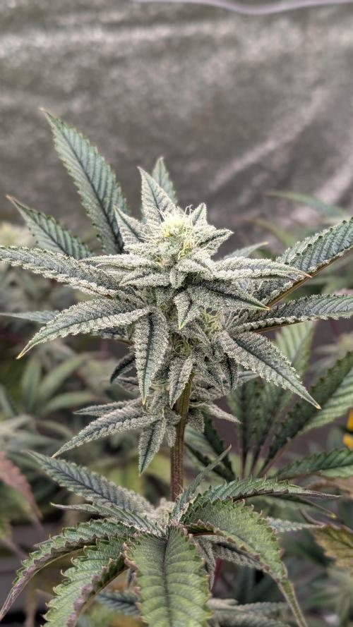 Blueberry Spider (Clones Run). Week 10