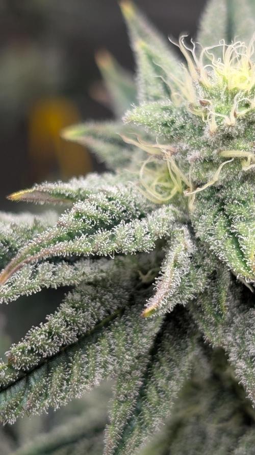 Blueberry Spider (Clones Run). Week 10