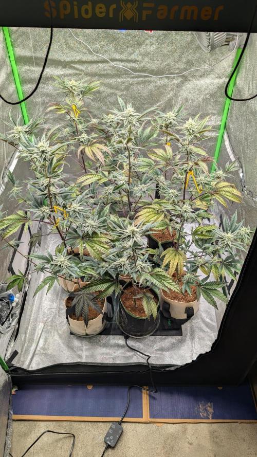 Blueberry Spider (Clones Run). Week 10